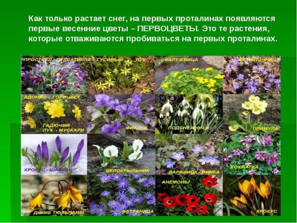 Первоцветы это растения которые