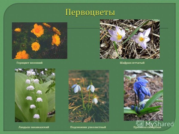 Растения из красной книги Ставропольского края