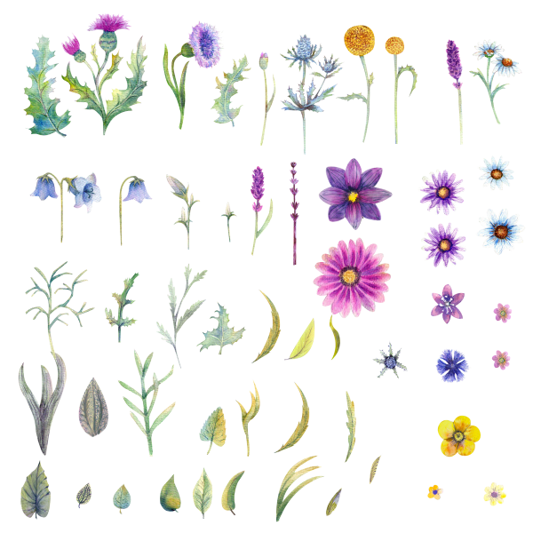 Полевые цветы на белом фоне