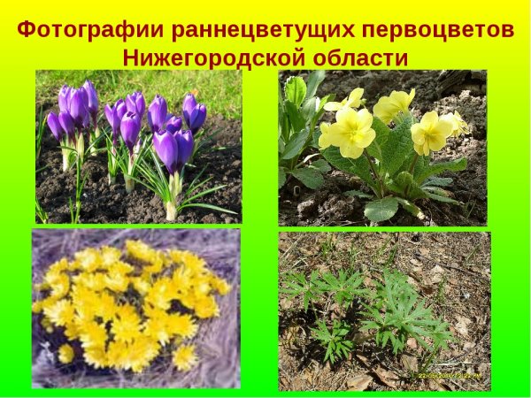 Примула подушковидная
