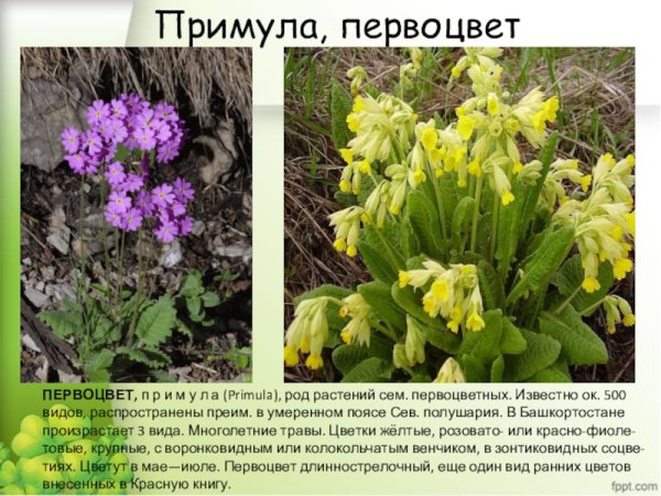Весенние раннецветущие растения