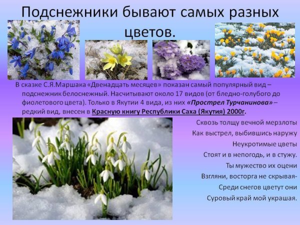 Полевые цветы с названиями для детей