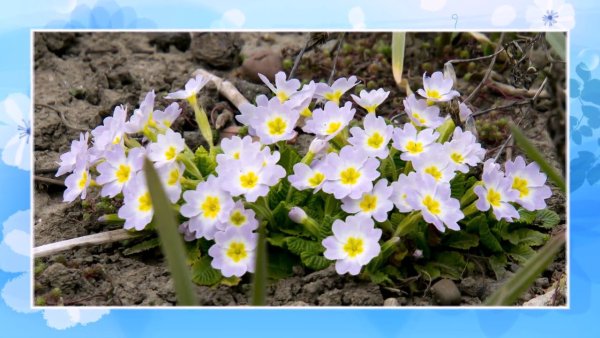 Первоцветы Нижегородской области
