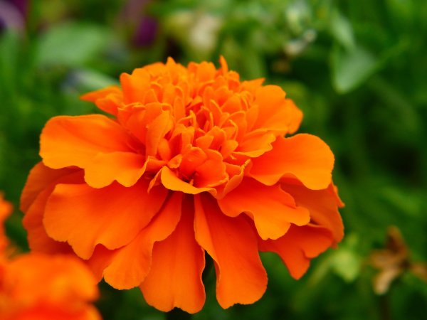 Примула Tagetes Orange