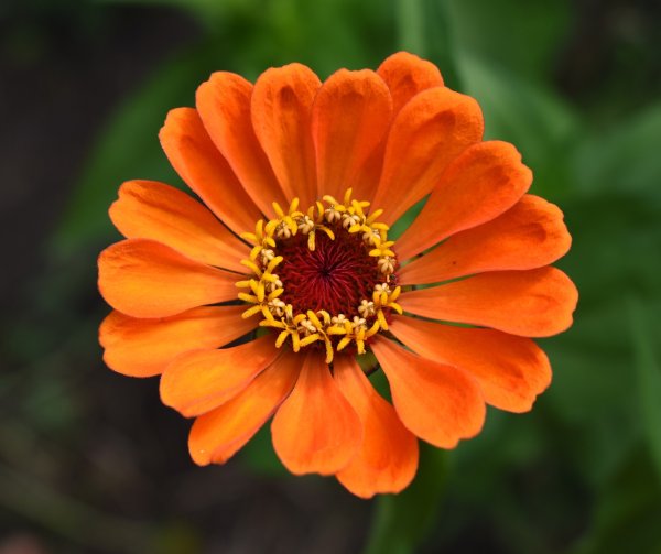 Zinnia Orange