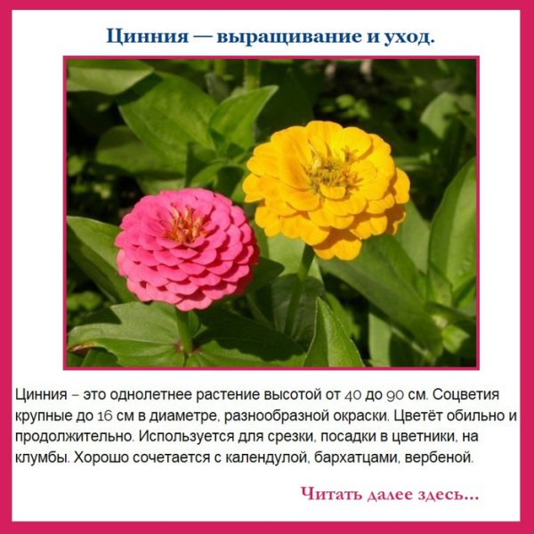 Дидактические карточки цветы