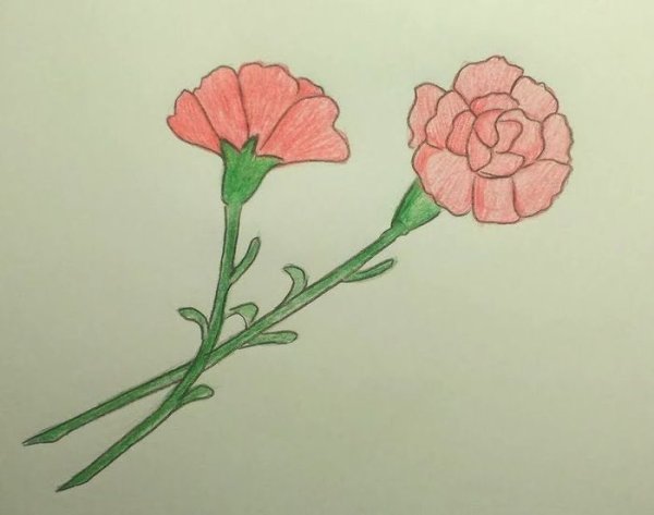 Рисование гвоздики