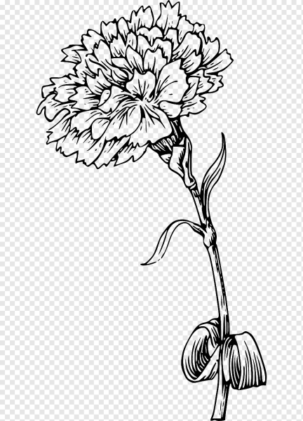 Эскиз гвоздики