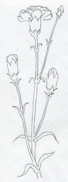 Гвоздики рисунок карандашом