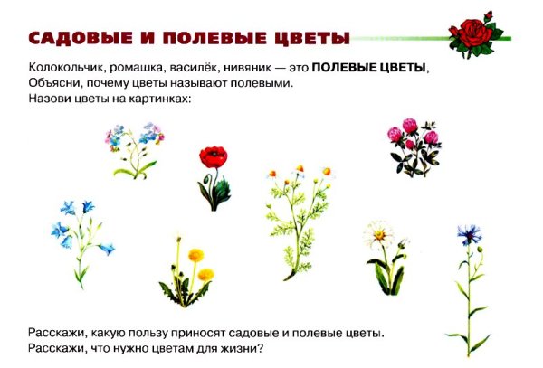 Цветы садовые и полевые для дошкольников