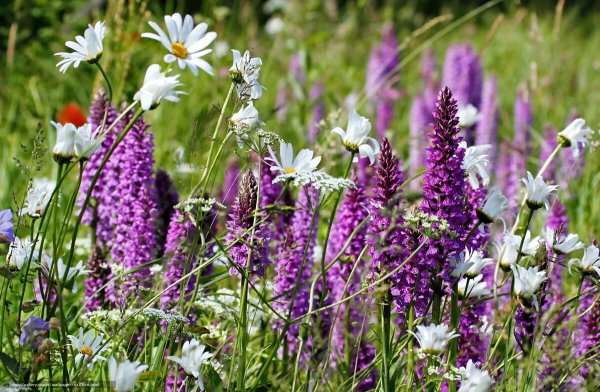 Многолистник Луговой фиолетовый