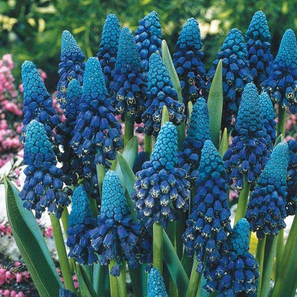 Мускари azureum