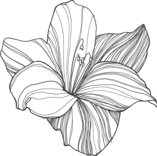 Рисунки цветов