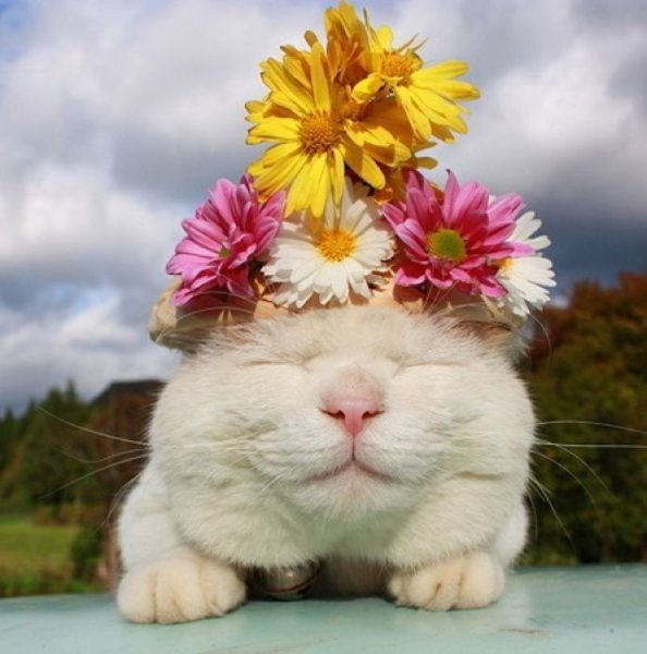 Кот с цветами