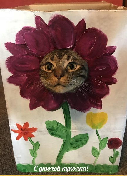 Кот с цветами смешной