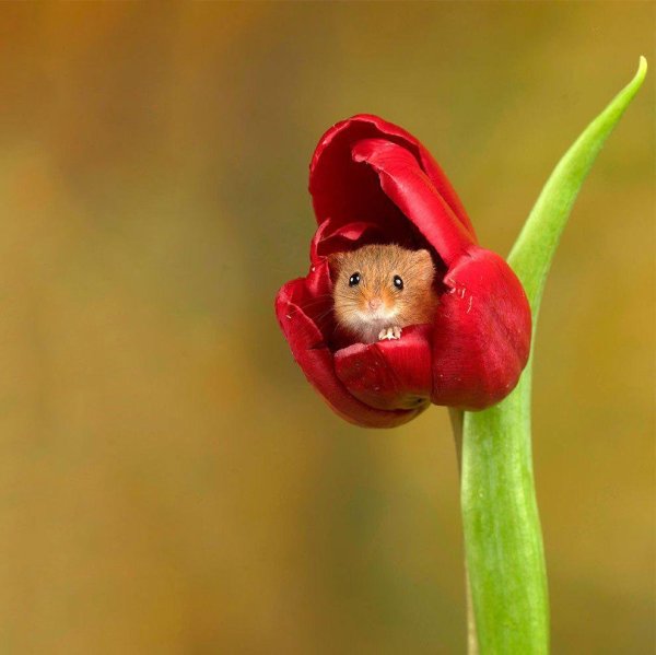 Кот в венке