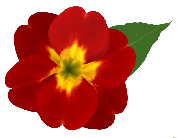 Яркие одиночные цветки