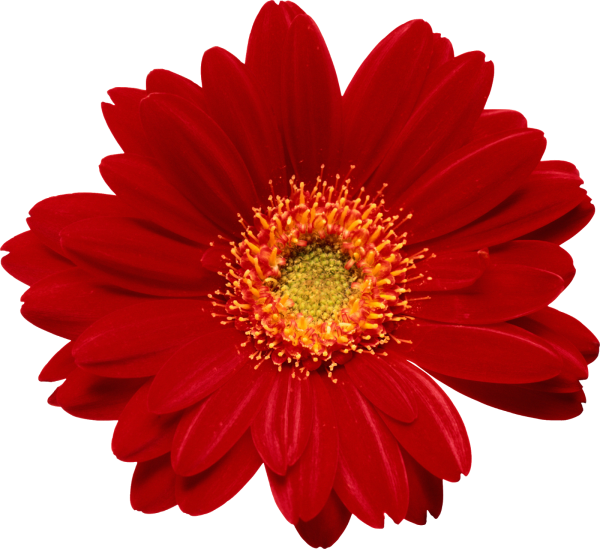 Цветы на прозрачном фоне