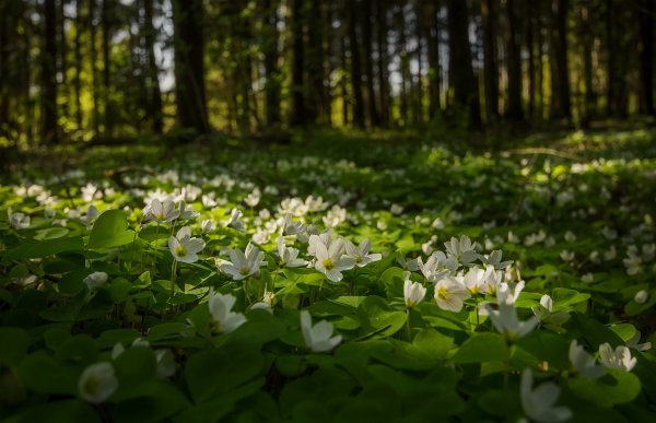 Кандыки подснежники Полянки