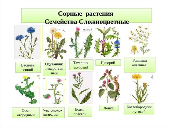 Травы для дошкольников