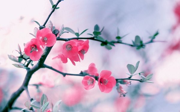 Летние цветы
