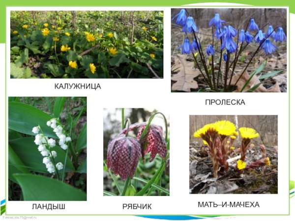 Первоцветы лесов Нижегородской области