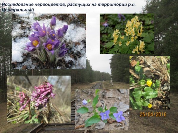 Исследование первоцветов