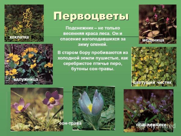 Первоцветы дикоросы