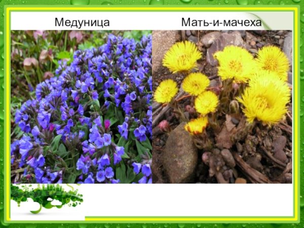 Первоцвет весенний