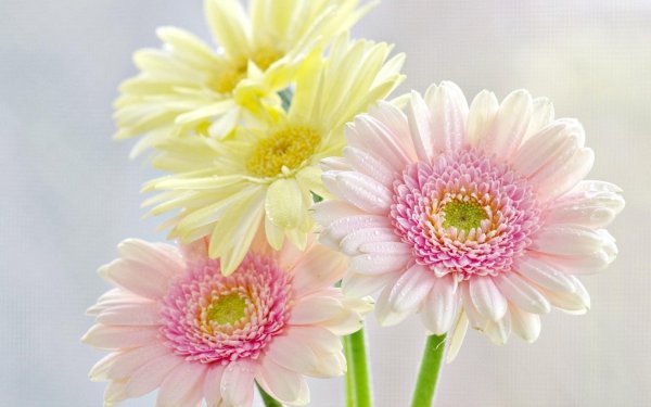 Гербера Снежная ( Gerbera / OREOSERIS Nivea )