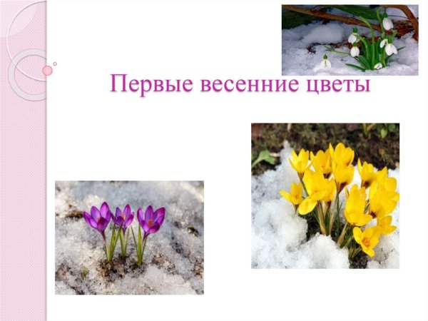 Весенние цветы названия