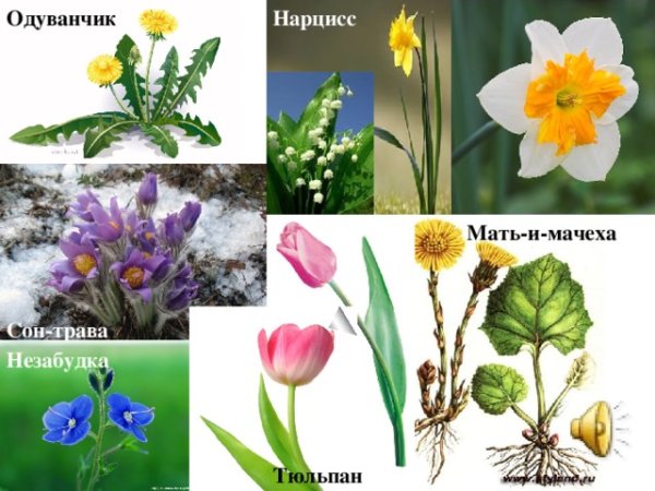 Весенние цветы карточки для детей