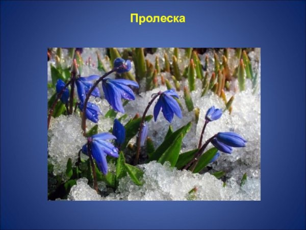 Первоцветы для детей