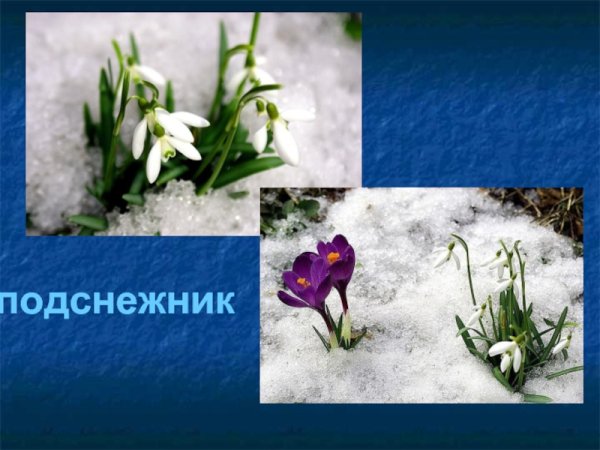 Пролески краткое описание