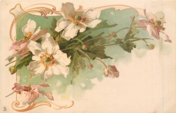 Клематис Катарины Кляйн