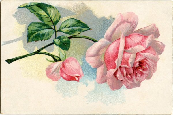 Катарина Кляйн пионы