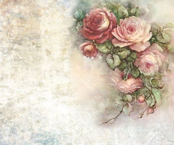 Цветы Sonie Ames