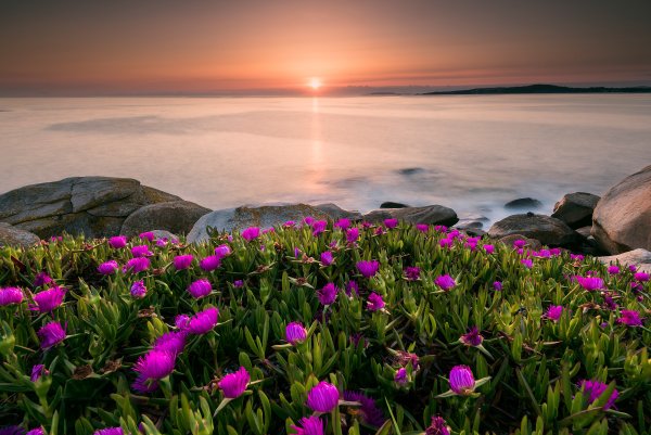 Море закат цветы