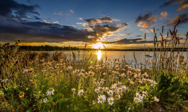 Море закат цветы