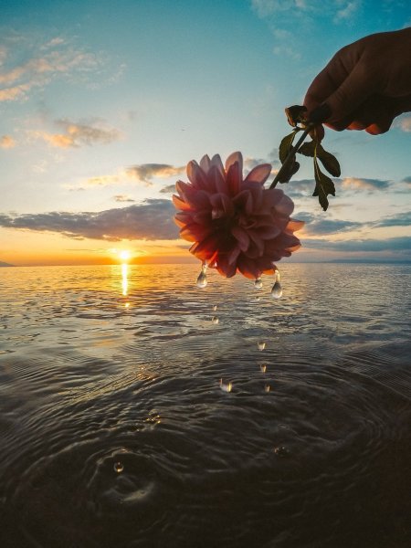 Цветы море солнце