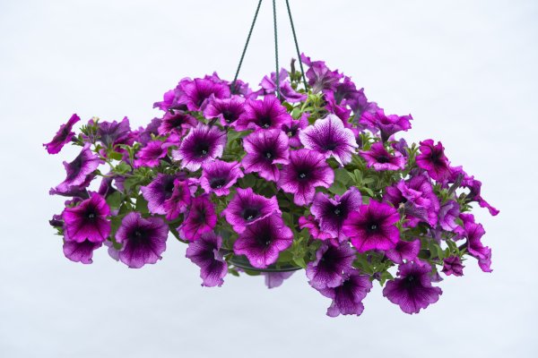 Петуния Fanfare Purple