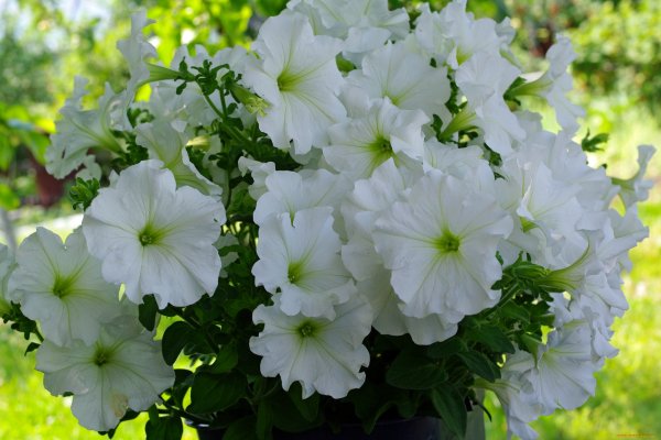 Петуния гибридная многоцветковая