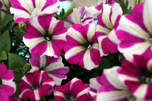 Петуния Potunia Plus White