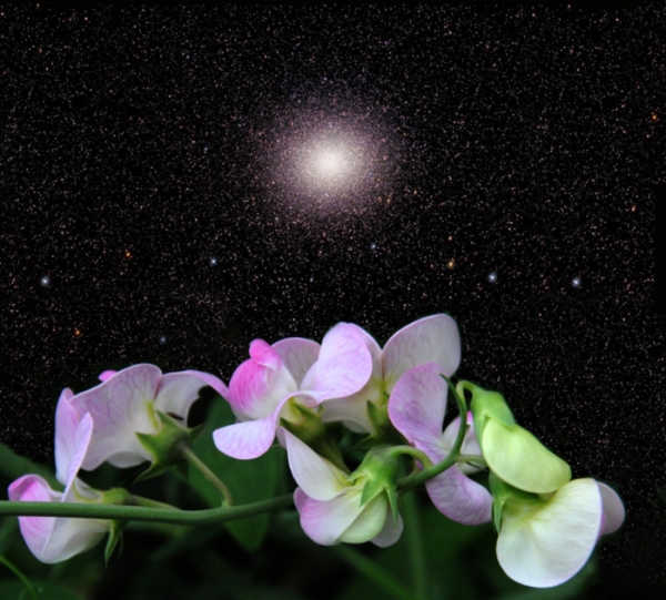 Крымские ночи цветок