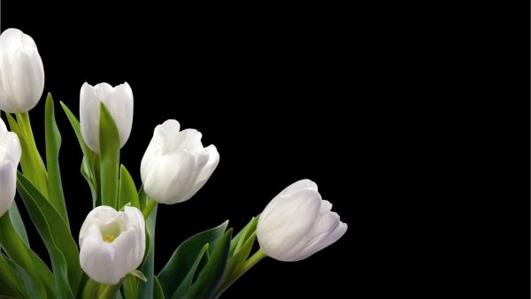 Цветы подснежники букет