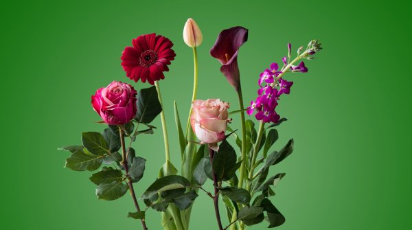 Цветочки Минимализм