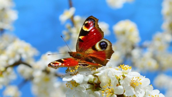 Природа птицы