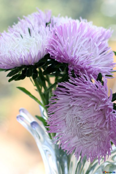 Астра однолетняя игольчатая