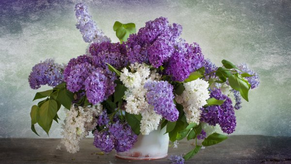 Королевская сирень