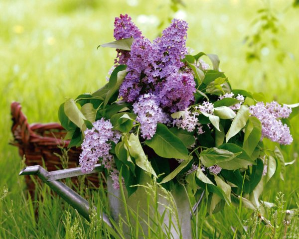 Сирень Звегинцева